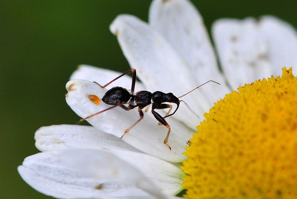 La vita in un fiore: terza parte